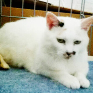 人馴れ勉強中のシロ。賢い子です。