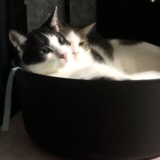 小型犬や猫と仲良しだけど見知りのポンちゃん