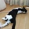 人見知りですが甘ったれの男の子、Anaくん サムネイル2
