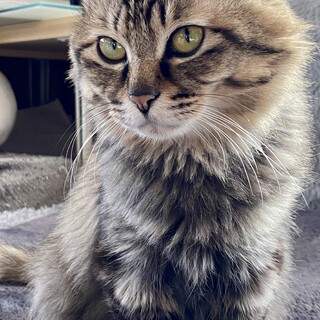 6歳のミヌエット