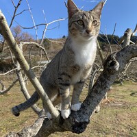 ノラ