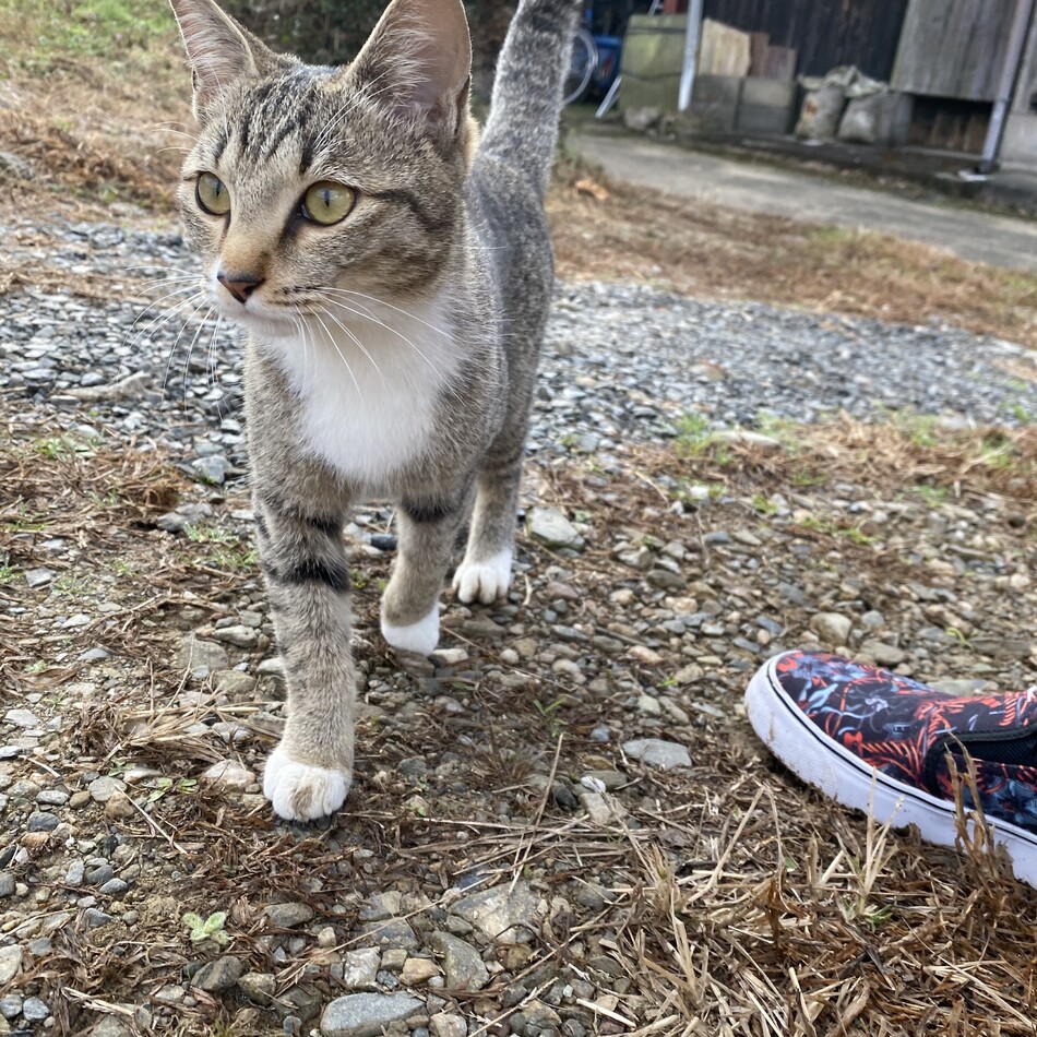 ノラのカバー写真