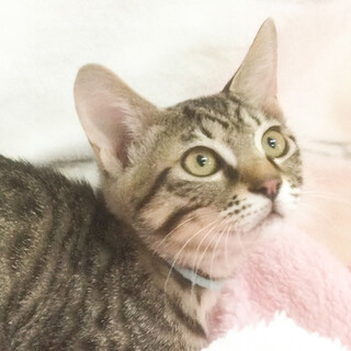 甘えん坊ゴロニャン❤️綺麗なキジトラ柄男子こす