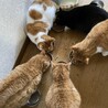 マナベ