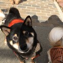 豆柴サイズのおはぎちゃんです。
