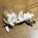 やん ♂茶トラ 好奇心旺盛で元気な男の子