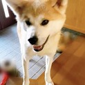 お散歩大好き！穏やかな秋田犬花梨ちゃん♀