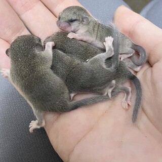 アフリカヤマネベビー4匹(募集停止9日に返信予定