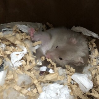 ハムスター 里親募集