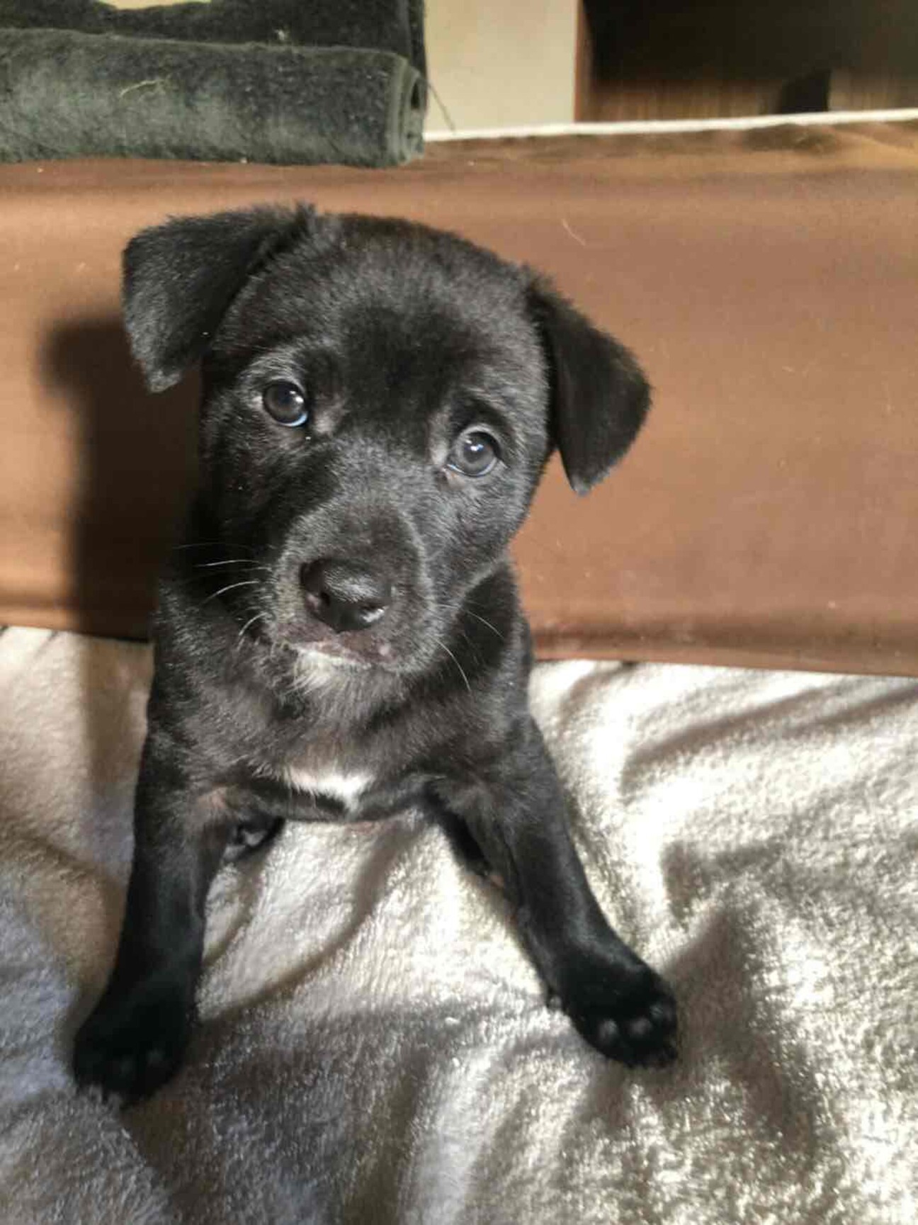 募集一旦停止怒られるとハ 埼玉県 犬の里親募集 ペットのおうち 月間利用者150万人