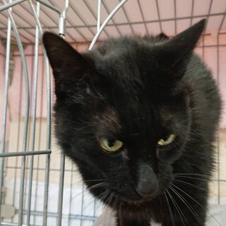 雑種 黒猫 9歳 男の子
