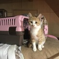 茶しろくん　とってもベタベタごろん　緊急