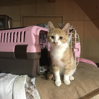 茶しろくん　とってもベタベタごろん　緊急