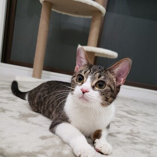 スタイル抜群！小柄なキジ白ちゃん　アロエ♀