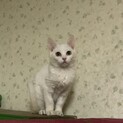 白猫　子猫