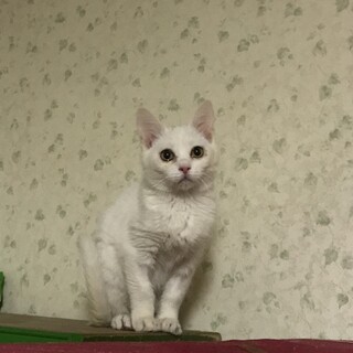 白猫　子猫