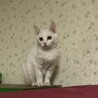 白猫　子猫 サムネイル2