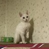 白猫　子猫 サムネイル3