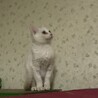 白猫　子猫 サムネイル4
