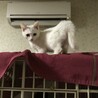 白猫　子猫 サムネイル5
