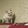 白猫　子猫 サムネイル6