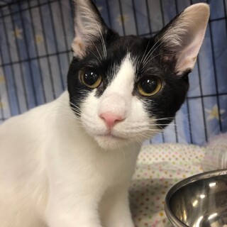 元気いっぱい末っ子気質！　白玉団子♂