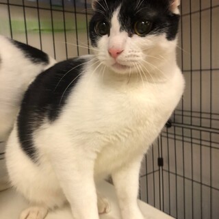 クリクリおめめの白黒男子　さくら餅♂