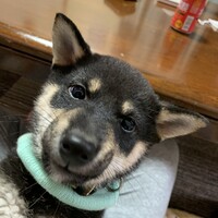 うに