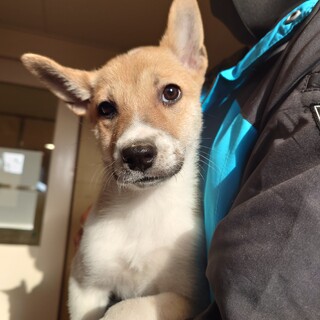 ◆ここから出して◆子犬のめいちゃん