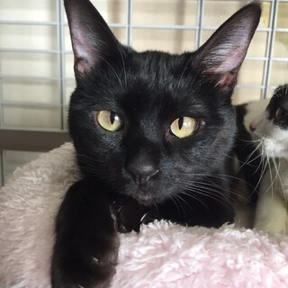 ちょっぴり寄り目の黒猫　マイク♂