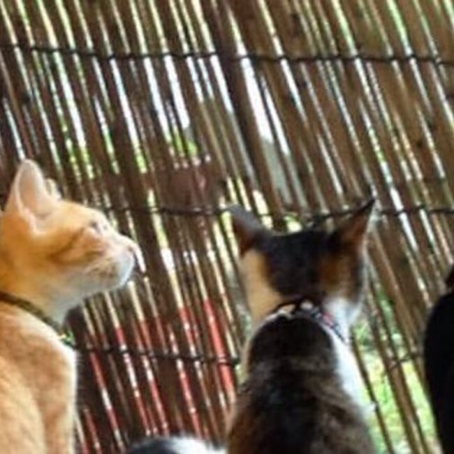 保護猫団体　まいねこのカバー写真