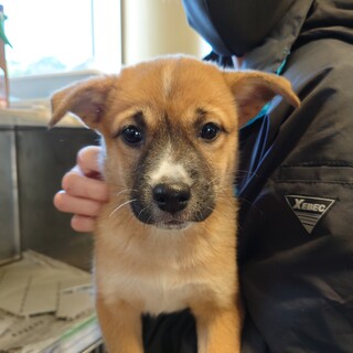 ◆ここから出して◆子犬の黄色ちゃん