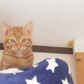 甘えん坊です