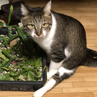 【足の不自由なテンテン】 穏やか&甘えん坊 雑種