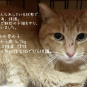 穏やかで優しい♂茶トラ成猫