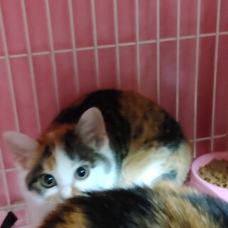 ありがとうございました