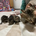 子猫　キジトラ　生後35日　三兄弟