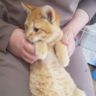 丸顔のんびりな性格の茶トラ君