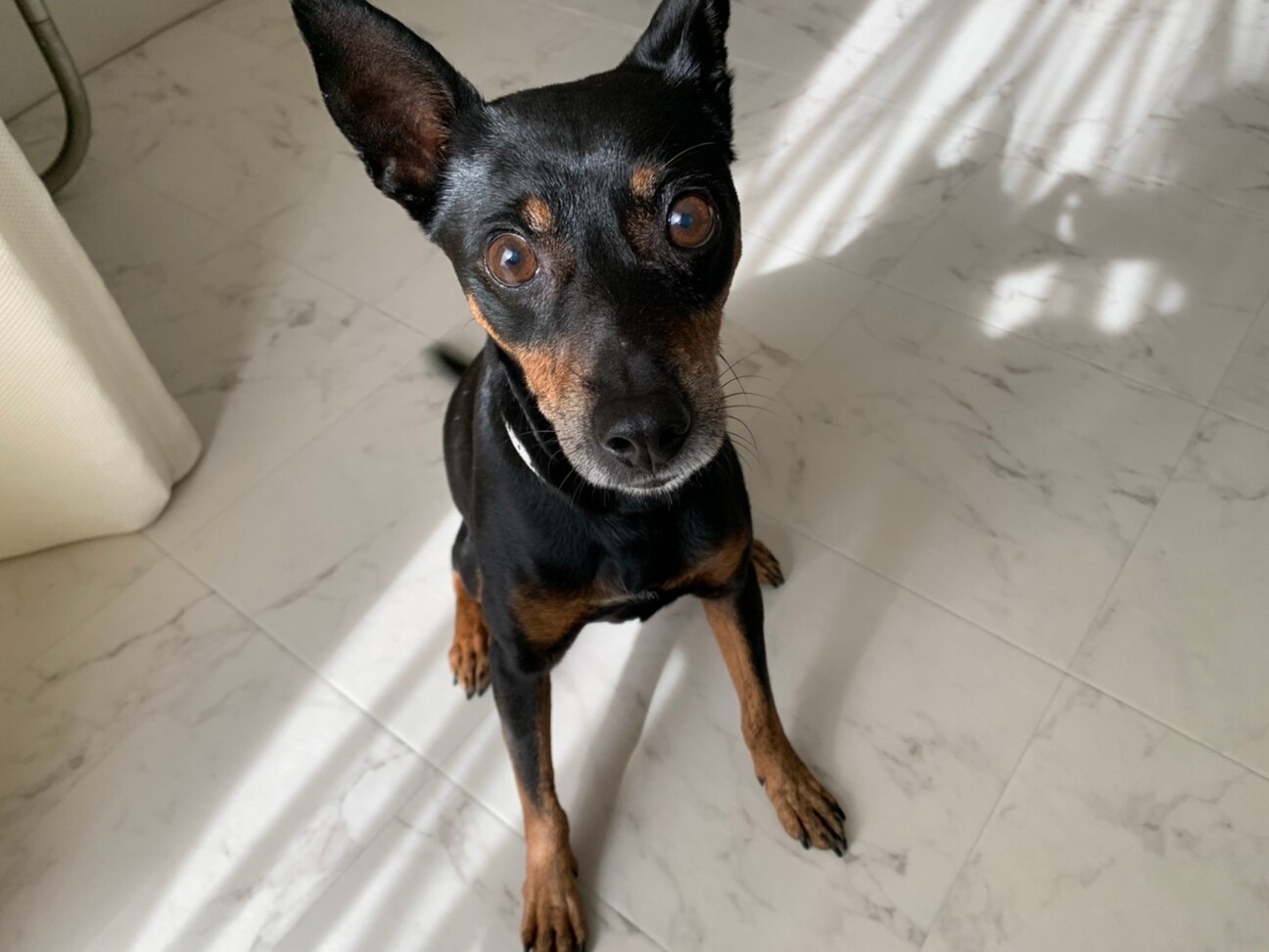 里親決定 甘えん坊の良い 大阪府 犬の里親募集 ペットのおうち 月間利用者150万人