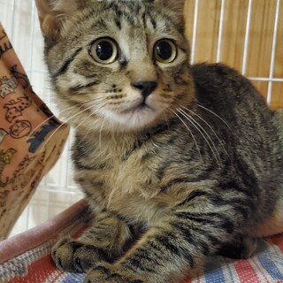 海岸に置いていかれた猫