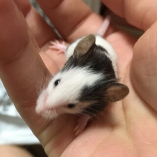 生後1ヶ月オスのパンダマウス1匹里親さん募集