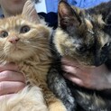 再掲 サビ猫、茶長毛