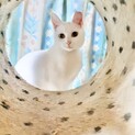 幸せを呼ぶ鍵しっぽ、いちご