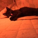 黒猫　子猫