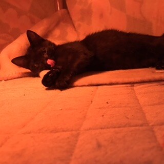 黒猫　子猫