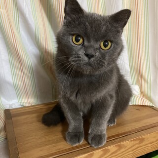 グレー色のブリティッシュ、ジルちゃん