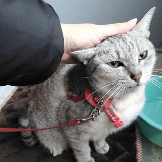 薄い綺麗なサバトラ美人さん