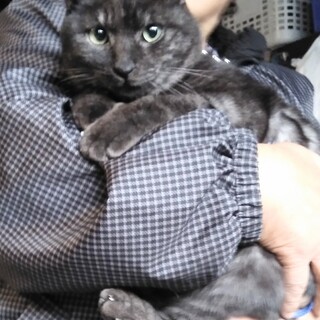 綺麗なブラックタビー甘えん坊オス