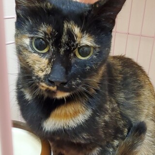 外で頑張って生きてた猫さん