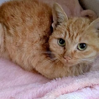 甘えん坊の茶トラ子猫